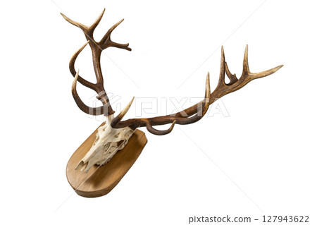 Deer skull with antlers on wooden board. Deer skull with antlers on wooden board. 127943622
