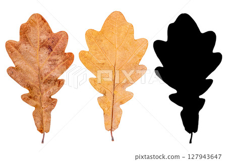 Photo of front and back of dry fallen oak tree leaf with characteristic brown color and all-black silhouette of this leaf, isolated on white background. Blank for artworks, autumn theme, clipped path 127943647