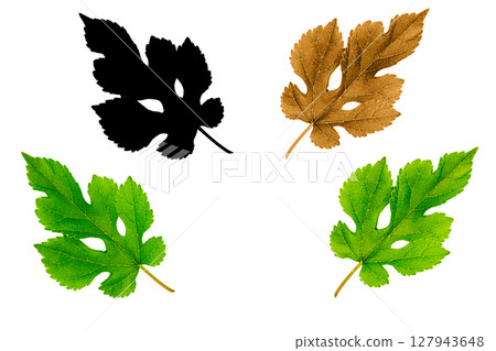 Set of photos of mulberry leaf in bright green, yellow-green, brown and black silhouette isolated on transparent, white background. Blanks for artwork with clipped path 127943648