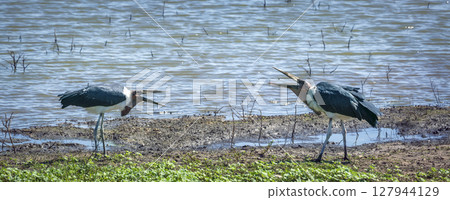 Marabou stork in Greater Kruger National park, South Africa 127944129