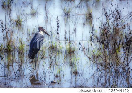 Marabou stork in Greater Kruger National park, South Africa Marabou stork in Greater Kruger National park, South Africa 127944130