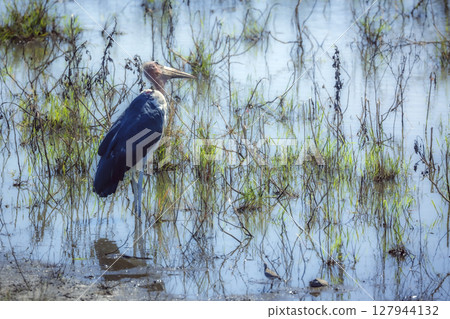 Marabou stork in Greater Kruger National park, South Africa Marabou stork in Greater Kruger National park, South Africa 127944132