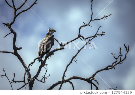 Martial Eagle in Greater Kruger National park, South Africa 127944139
