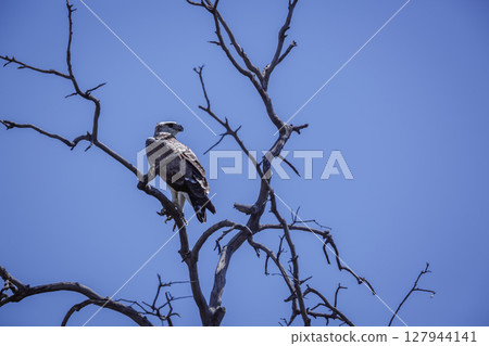 Martial Eagle in Greater Kruger National park, South Africa Martial Eagle in Greater Kruger National park, South Africa 127944141