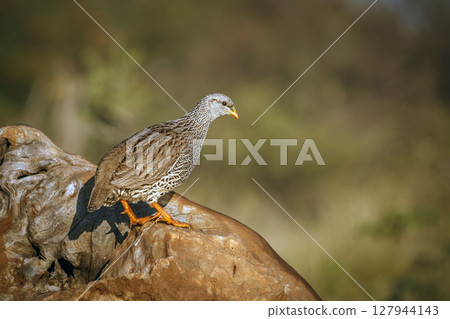 Natal francolin in Greater Kruger National park, South Africa 127944143