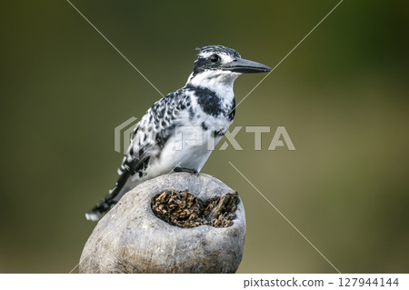 Pied kingfisher in Greater Kruger National park, South Africa 127944144