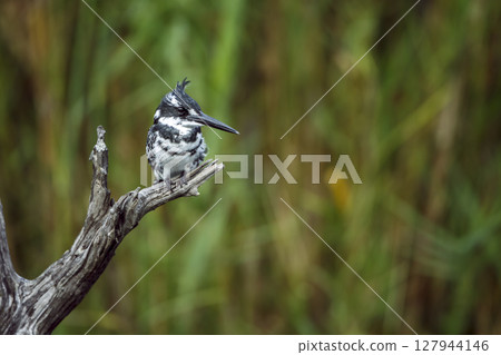 Pied kingfisher in Greater Kruger National park, South Africa 127944146