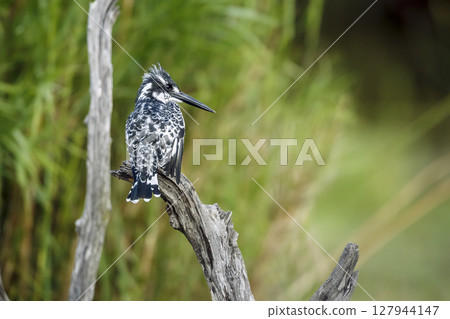 Pied kingfisher in Greater Kruger National park, South Africa Pied kingfisher in Greater Kruger National park, South Africa 127944147