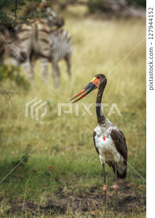 Saddle billed stork in Greater Kruger National park, South Africa 127944152
