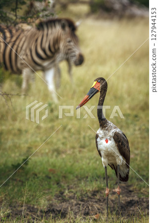 Saddle billed stork in Greater Kruger National park, South Africa 127944153
