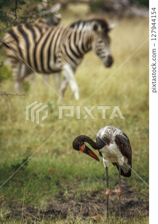 Saddle billed stork in Greater Kruger National park, South Africa Saddle billed stork in Greater Kruger National park, South Africa 127944154