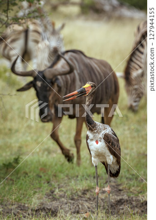 Saddle billed stork in Greater Kruger National park, South Africa Saddle billed stork in Greater Kruger National park, South Africa 127944155