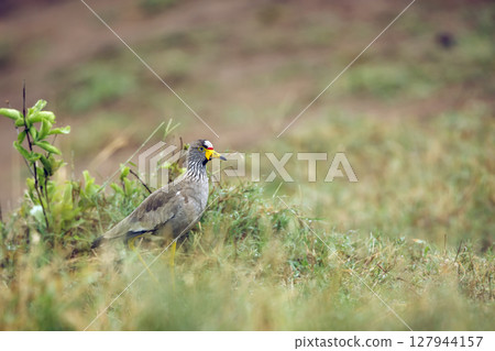 African wattled Lapwing in Greater Kruger National park, South Africa 127944157