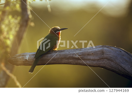 White fronted Bee eater in Greater Kruger National park, South Africa 127944169