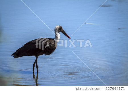 Woolly necked stork in Greater Kruger National park, South Africa 127944171