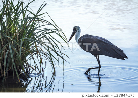 Woolly necked stork in Greater Kruger National park, South Africa Woolly necked stork in Greater Kruger National park, South Africa 127944175