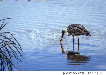 Woolly necked stork in Greater Kruger National park, South Africa 127944176