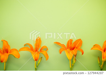 Blooming orange lily bud on green background Blooming orange lily bud on green background 127944287