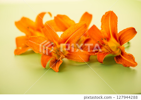 Fresh garden orange lilies close-up 127944288