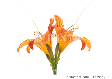 Orange with red tint garden lilies Orange with red tint garden lilies 127944292