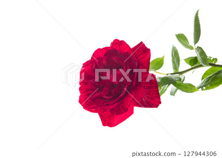 Single red rose isolated without shadows 127944306