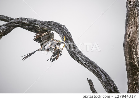 African Harrier-Hawk in Greater Kruger National park, South Africa 127944317