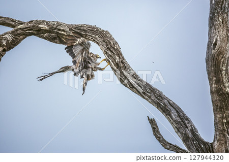 African Harrier-Hawk in Greater Kruger National park, South Africa African Harrier-Hawk in Greater Kruger National park, South Africa 127944320