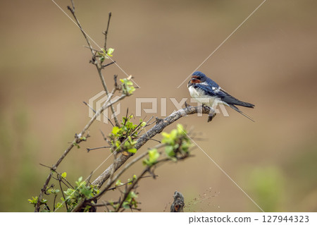 Barn Swallow in Greater Kruger National park, South Africa Barn Swallow in Greater Kruger National park, South Africa 127944323
