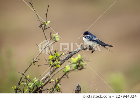 Barn Swallow in Greater Kruger National park, South Africa Barn Swallow in Greater Kruger National park, South Africa 127944324