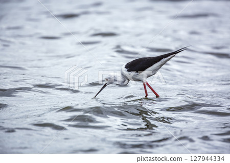 Black winged stilt in Greater Kruger National park, South Africa 127944334