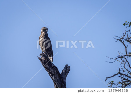 Brown snake eagle in Greater Kruger National park, South Africa 127944336