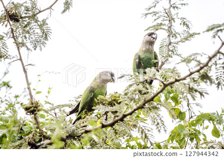 Brown headed Parrot in Greater Kruger National park, South Africa 127944342