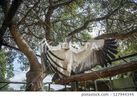 Cape vulture in Moholoholo animal rehabilitation center, South Africa 127944344