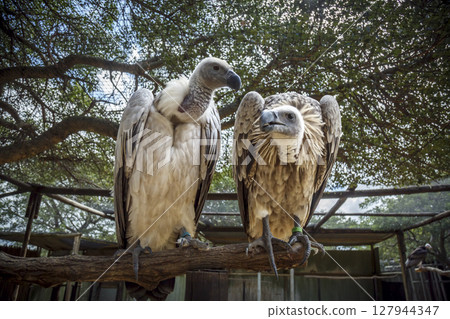 Cape vulture in Moholoholo animal rehabilitation center, South Africa 127944347