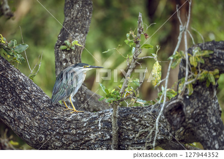 Green backed heron in Greater Kruger National park, South Africa 127944352