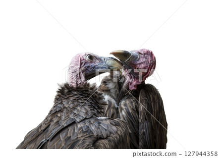 Lappet faced Vulture in Moholoholo animal rehabilitation center, South Africa 127944358