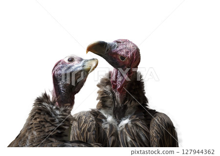 Lappet faced Vulture in Moholoholo animal rehabilitation center, South Africa 127944362