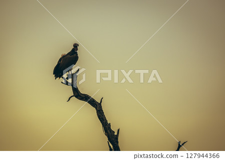 Lappet faced Vulture in Moholoholo animal rehabilitation center, South Africa 127944366