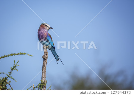 Lilac breasted roller in Greater Kruger National park, South Africa Lilac breasted roller in Greater Kruger National park, South Africa 127944373