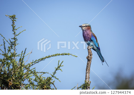 Lilac breasted roller in Greater Kruger National park, South Africa 127944374