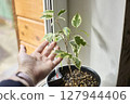 Growing Ficus Plant Reaches Toward A Helping Human Hand 127944406