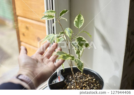 Growing Ficus Plant Reaches Toward A Helping Human Hand Growing Ficus Plant Reaches Toward A Helping Human Hand 127944406