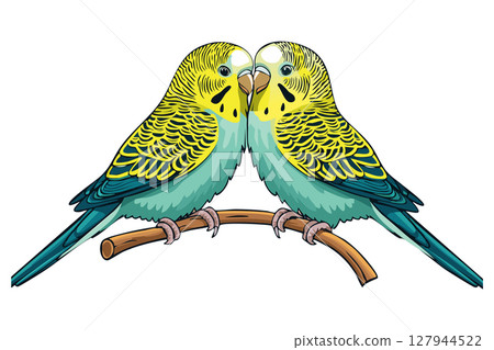 Two Budgies Perched Together, stylized art illustration of two budgies perched close together on a branch, Budgerigar, common parakeet, shell parakeet or budgie (Melopsittacus undulatus) 127944522