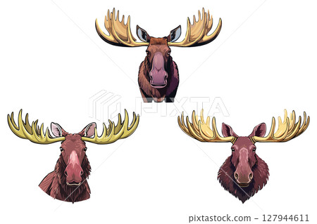 Depiction of moose with bold antlers, Moose buck head (Alces alces) set 127944611