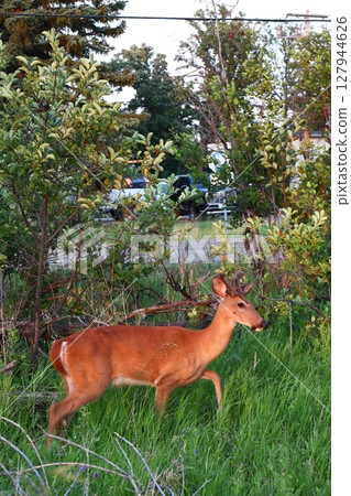 young deer with antlers against the background of a green forest 127944626