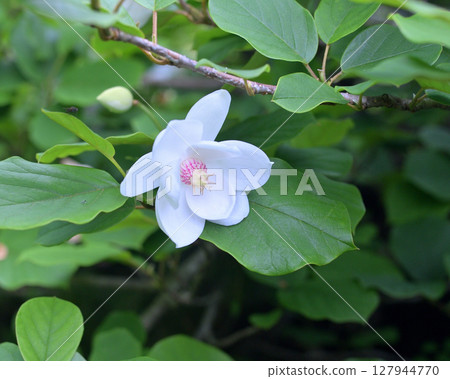 Magnolia sieboldii of Mount Yatsugatake (Remix) 127944770