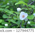 Magnolia sieboldii of Mount Yatsugatake (Remix) 127944775