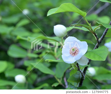 Magnolia sieboldii of Mount Yatsugatake (Remix) 127944775