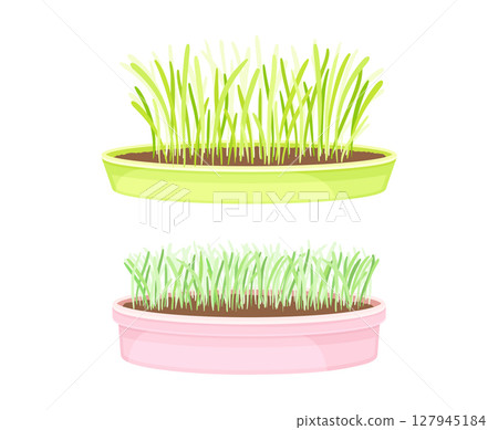 Potted microgreens set. Sprouted edible herbs for healthy nutrition, vegetarian superfood vector illustration Potted microgreens set. Sprouted edible herbs for healthy nutrition, vegetarian superfood vector illustration 127945184
