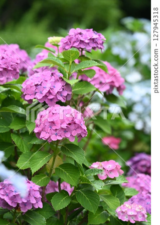 Hydrangea (taken on a rainy day) Hydrangea (taken on a rainy day) 127945318